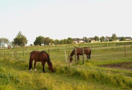 Hestene har god plass ute i store paddocker